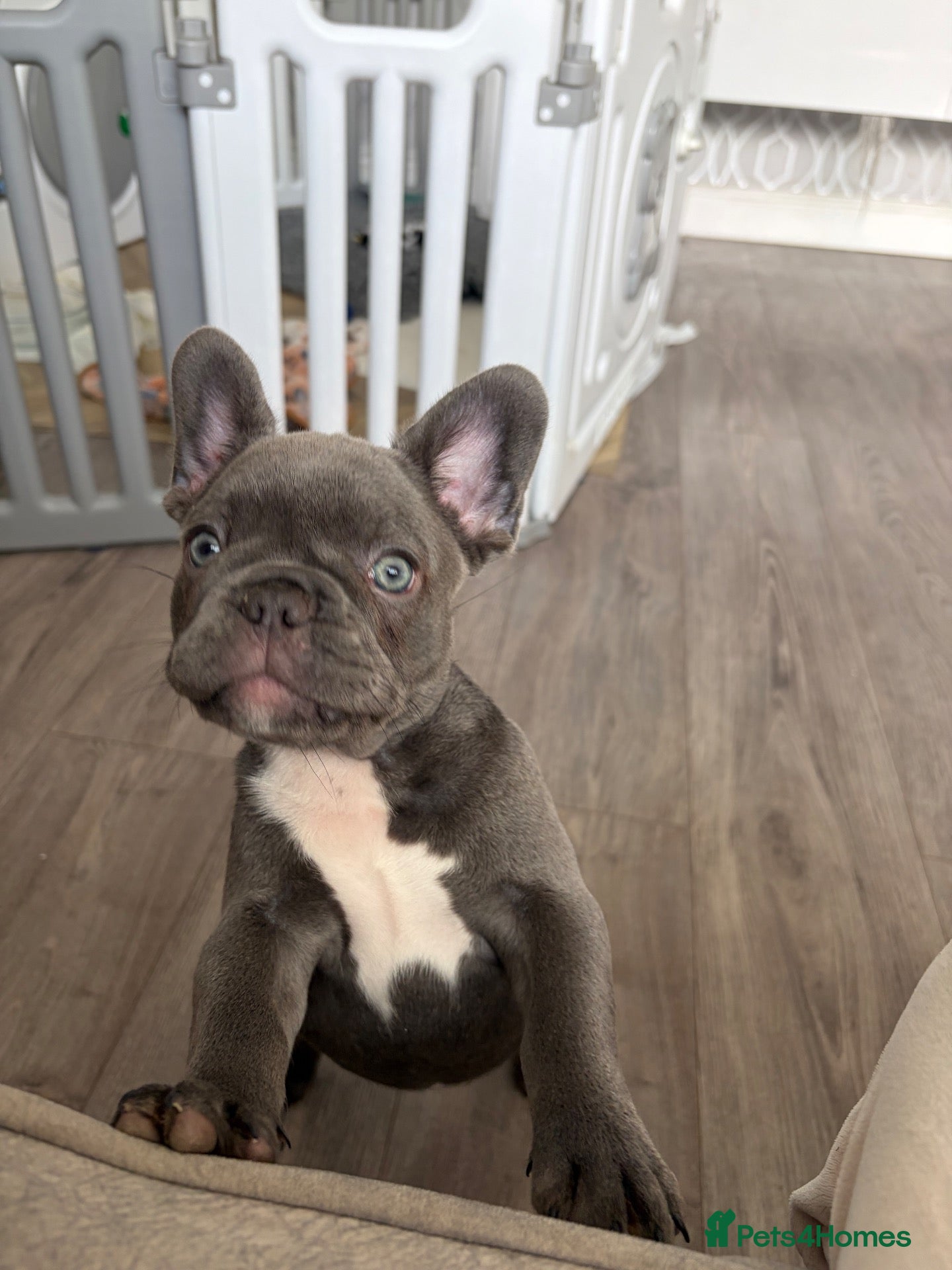 French Bulldog dogs 2 girls available  - Advert 14