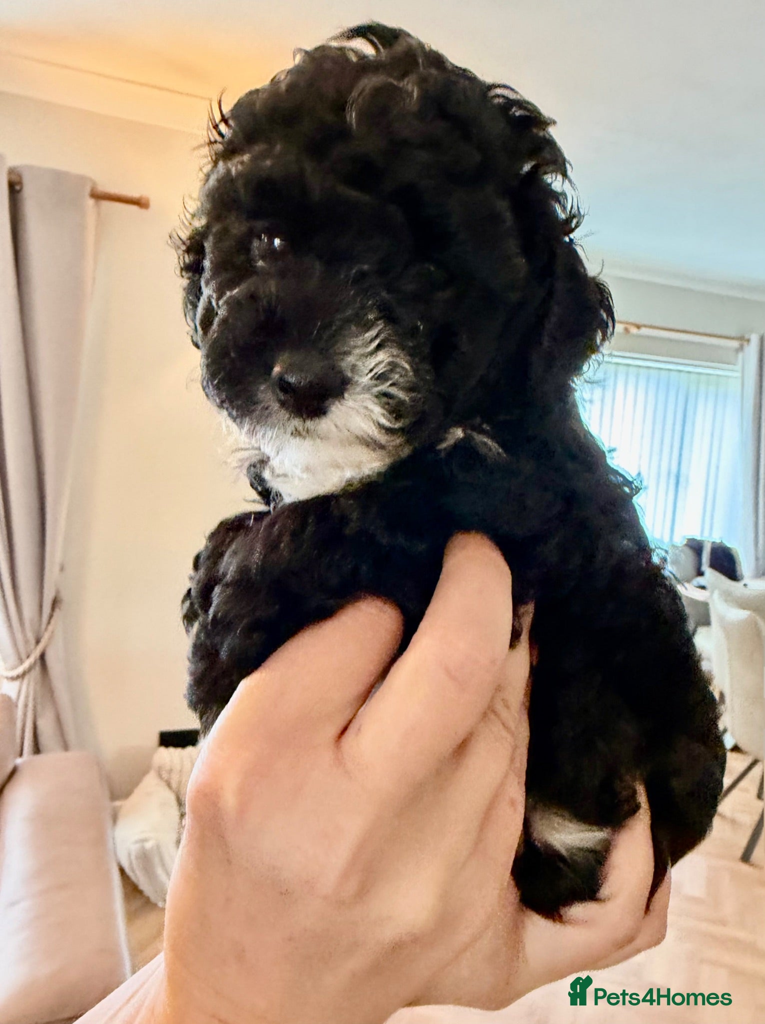 Toy Poodle dogs Tiny toy boy tuxedo parti kc poodle  - Advert 16