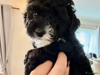 Toy Poodle dogs Tiny toy boy tuxedo parti kc poodle - Advert 15