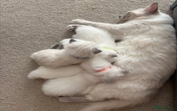 Ragdoll cats for sale: Perfect little blue point Ragdoll girls x5 - Image 16