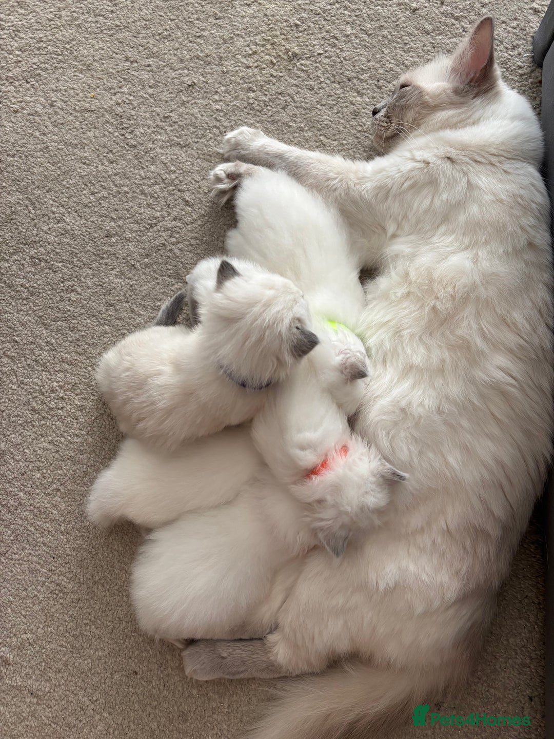 Ragdoll cats for sale: Perfect little blue point Ragdoll girls x5 - Image 16