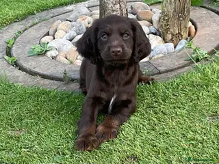Cocker Spaniel dogs Sired from British Champion - Advert 1