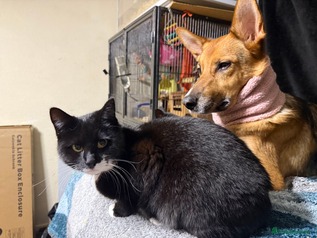 Mixed Breed cats for adoption: Lovely young cats looking for forever home  - Advert 18