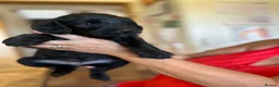 Labradoodle dogs for sale: Beautiful happy labradoodle puppies Ready 15.07.26 - Advert 19