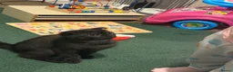 Mixed Breed cats for sale: £100‼️Rare Ghost Colour BSH&SCOTTISHFOLD Male - Advert 11