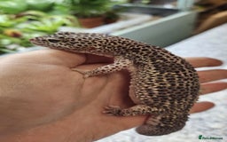 Gecko reptiles for sale: Crested and Leopard geckos available - Advert 5