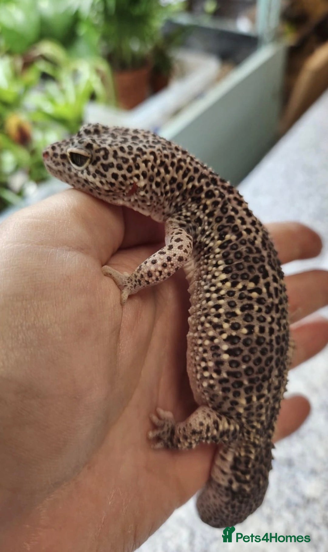 Gecko reptiles for sale: Crested and Leopard geckos available - Advert 5