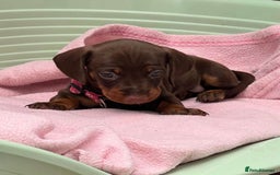Dachshund dogs for sale: 1x puppy Dachshund - Image 1