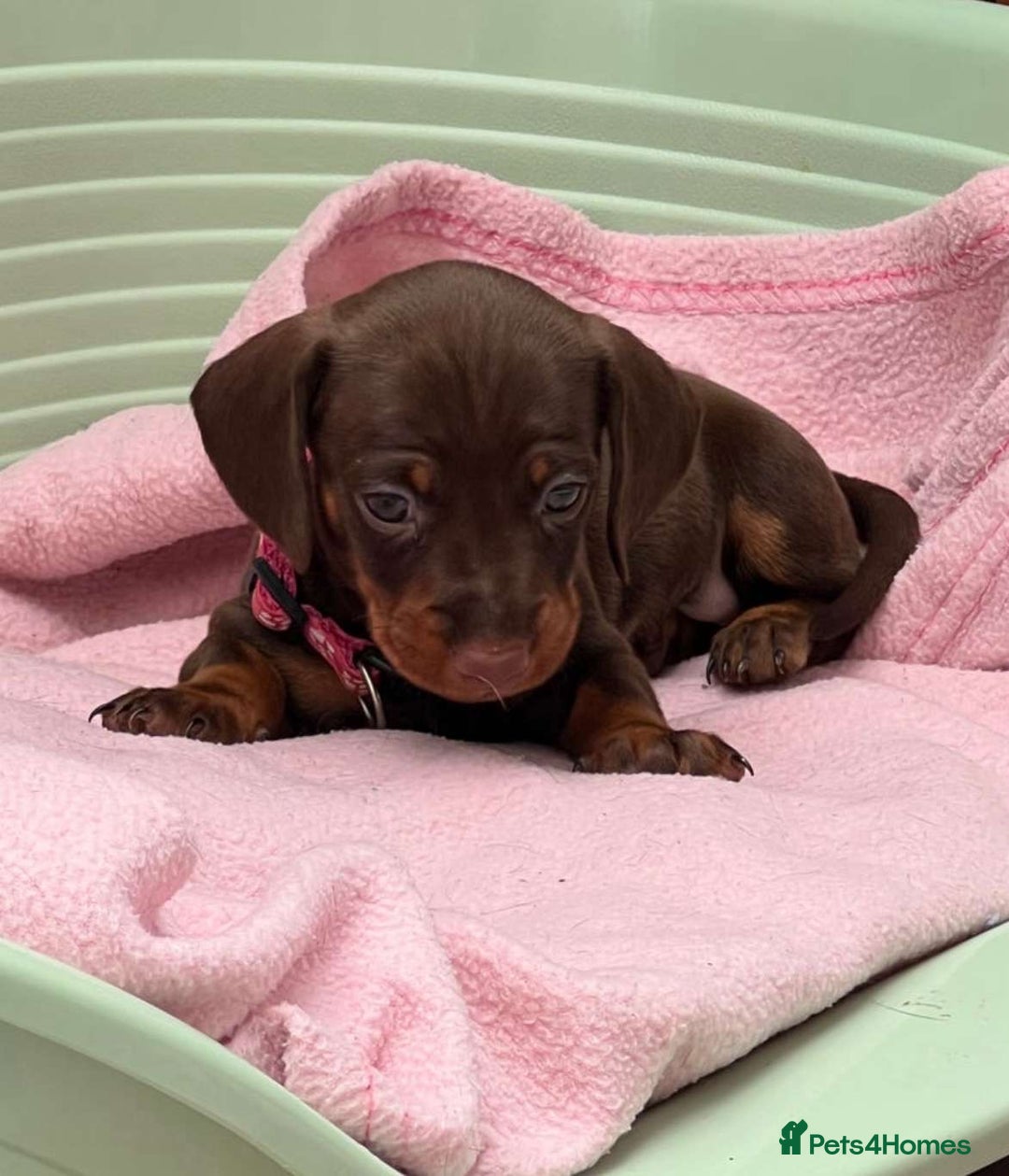 Dachshund dogs for sale: 1x puppy Dachshund - Image 1