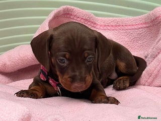 Dachshund dogs - Advert 36