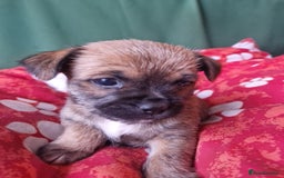 Mixed Breed dogs for sale: Puppies - Image 13