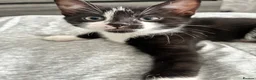 British Shorthair cats for sale: The Tuxedo Esquire, Sisters - Advert 31