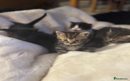 Ragdoll cats for sale: Half ragdoll stunningly marked kittens  - Image 36