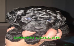 Bordoodle dogs for sale: F1B Bordoodle Puppies - Image 6
