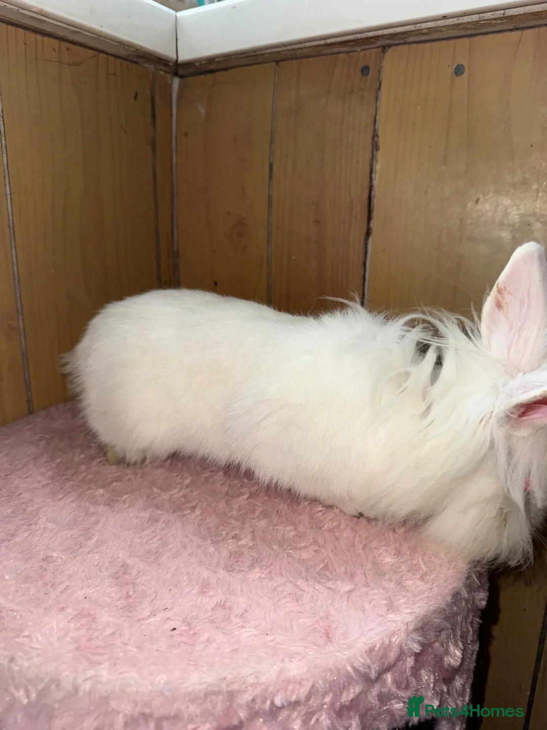 Mini Lop rabbits for sale: Mini lop bunnies with cage - Advert 2