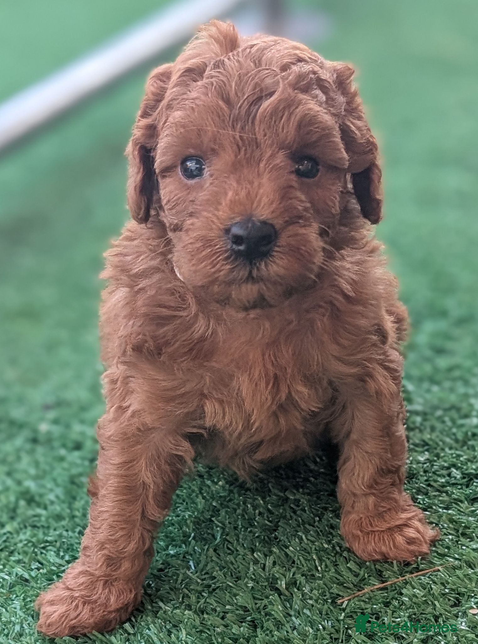 Cavapoo dogs Stunning extensively health tested Cavapoos - Advert 2