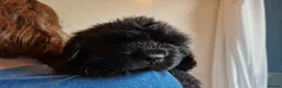 Newfoundland dogs for sale: KC Registered Black Newfoundland Puppies  - Advert 6
