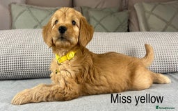 Goldendoodle dogs for sale: Hereditary clear mum. Fully hip elbow and DNA Dad. - Image 25