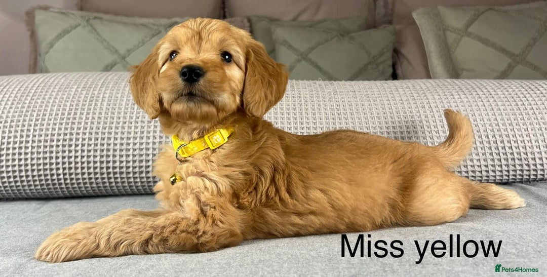 Goldendoodle dogs for sale: Hereditary clear mum. Fully hip elbow and DNA Dad. - Image 25