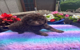 Cavapoo dogs for sale: 1 girl left 💕 f1b cavapoos ready now 🏡 - Image 8
