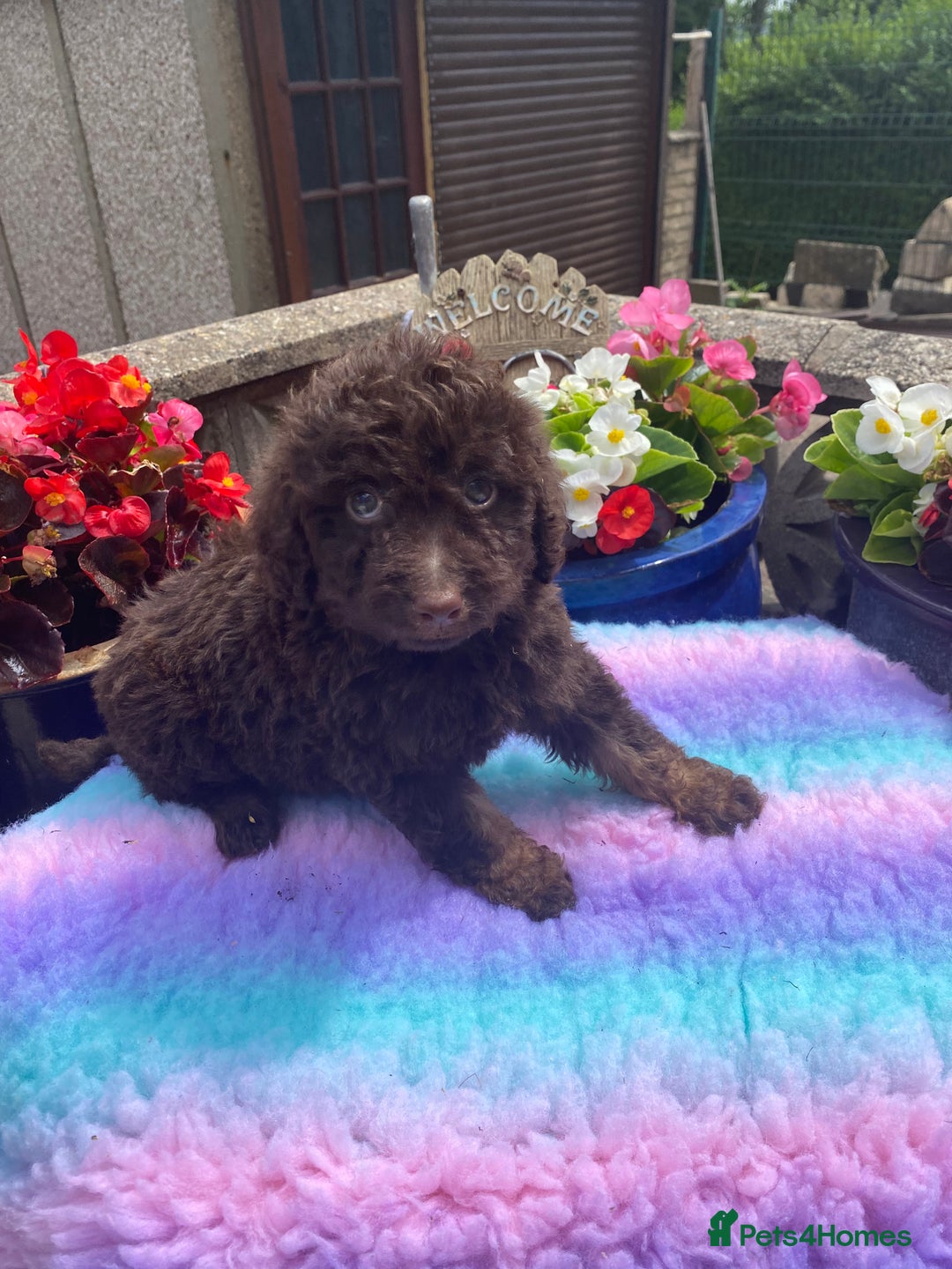 Cavapoo dogs for sale: 1 girl left 💕 f1b cavapoos ready now 🏡 - Image 8