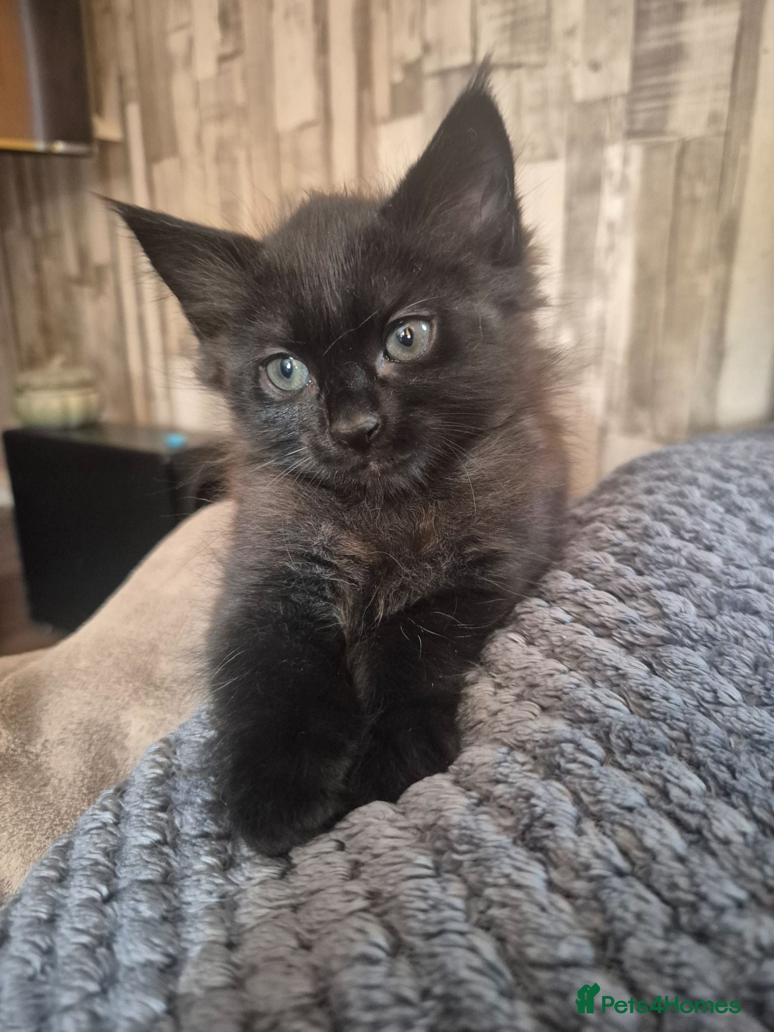 Mixed Breed cats 1 male fluffy tabby kitten left 🏡  - Advert 3