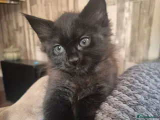 Mixed Breed cats 2 male fluffy tabby kittens 🏡 - Advert 4