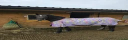 Welsh Section D horses for sale: Section D mare  - Advert 10