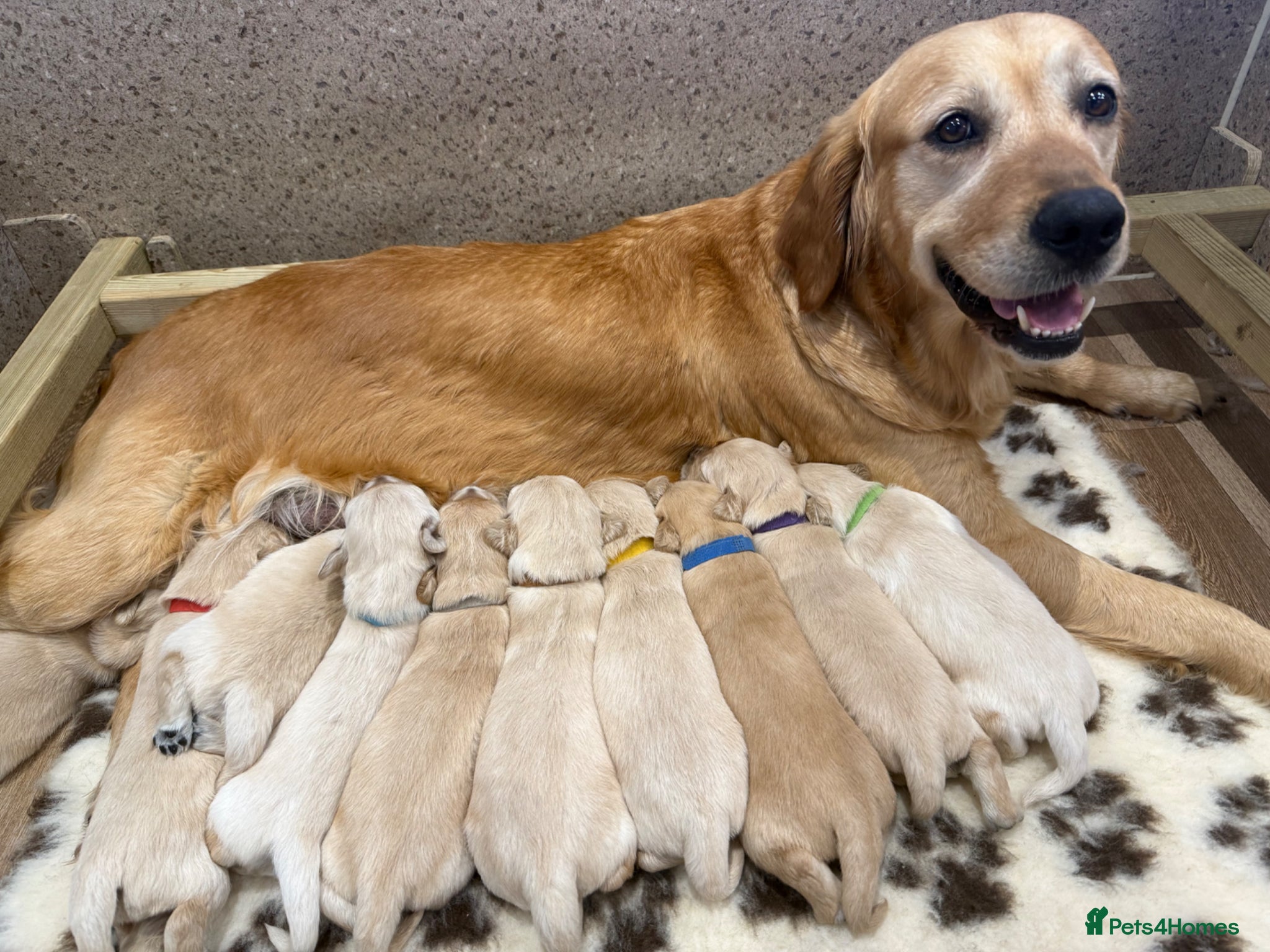 Golden Retriever dogs 🐾 Beautiful Golden Retriever Puppies family home - Advert 2