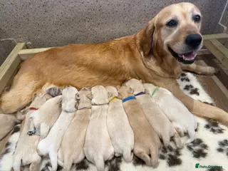 Golden Retriever dogs 🐾 Beautiful Golden Retriever Puppies family home - Advert 16