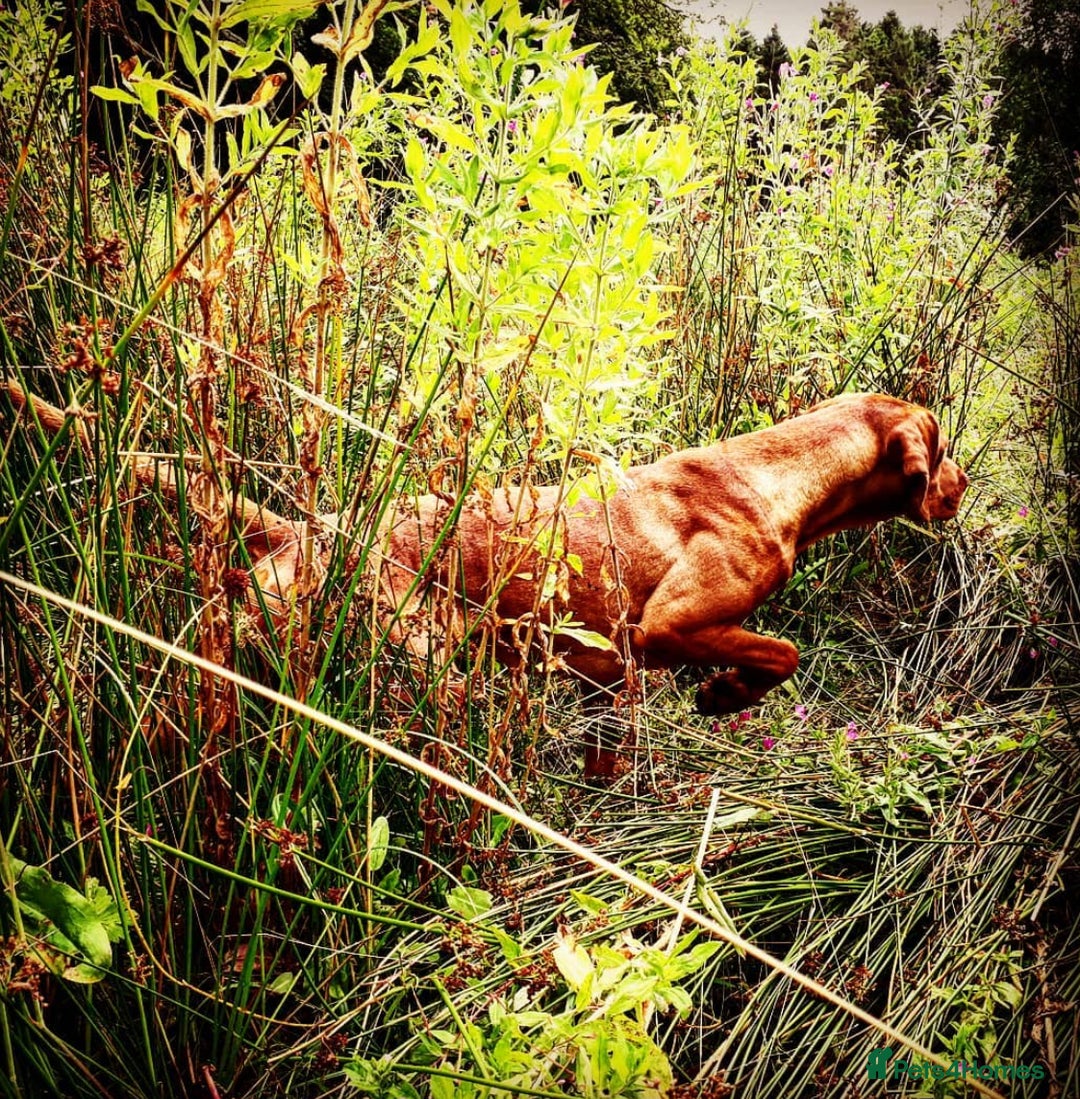 Hungarian Vizsla dogs for sale: Gamekeeper bred KC registered Crufts progeny - Image 9