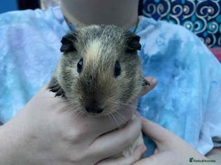 Guinea Pig rodents Female / sow guinea pigs for sale - Advert 1