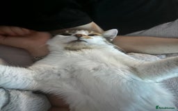 British Longhair cats for sale: Lulu female 2 years old  - Image 8