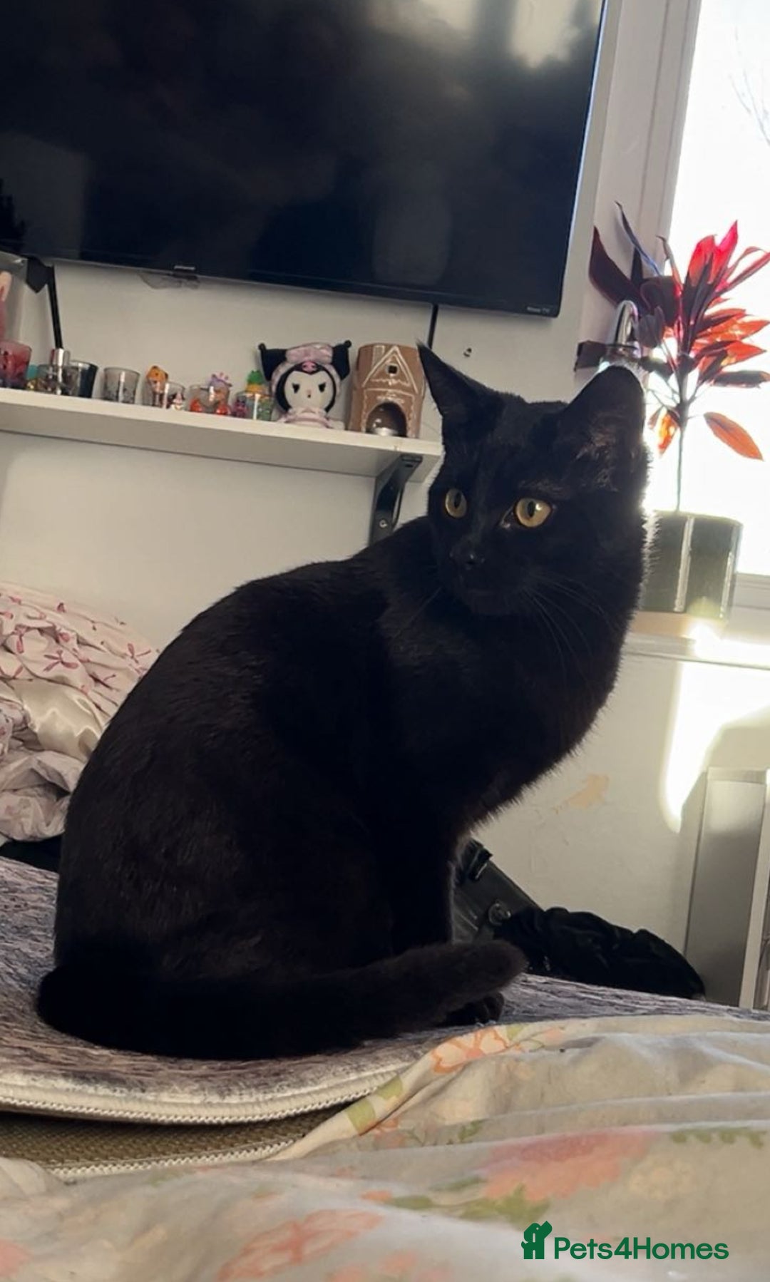 Mixed Breed cats for sale: Two 9 month old kittens - Advert 7