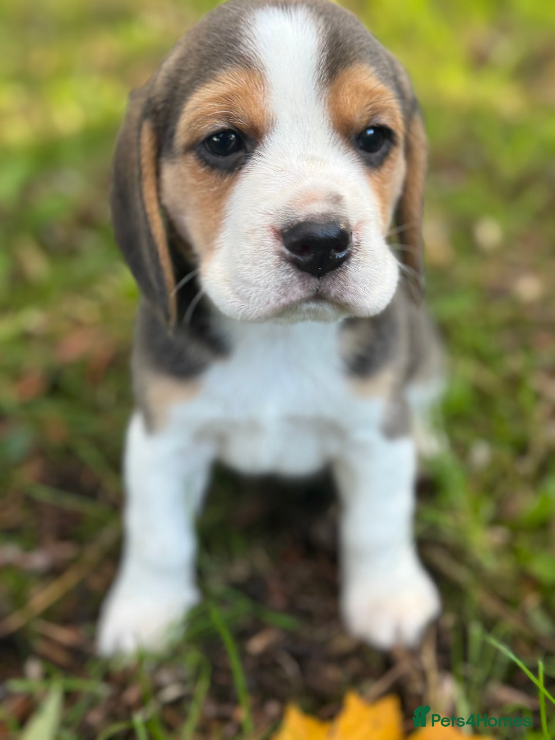 Beagle dogs for sale: KC REGISTERED SHOW TUOE BEAGLE PUPPIES  - Image 9
