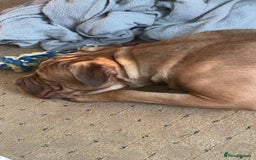 Mixed Breed dogs for sale: Kilo  - Image 2