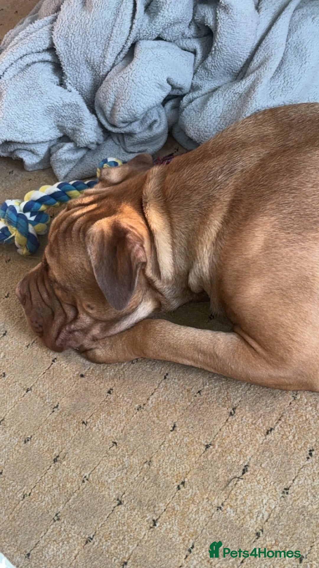 Mixed Breed dogs for sale: Kilo  - Image 2