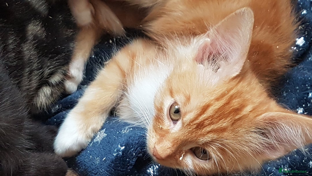 Mixed Breed cats for sale: Gorgeous adorable playful friendly kittens  - Image 13