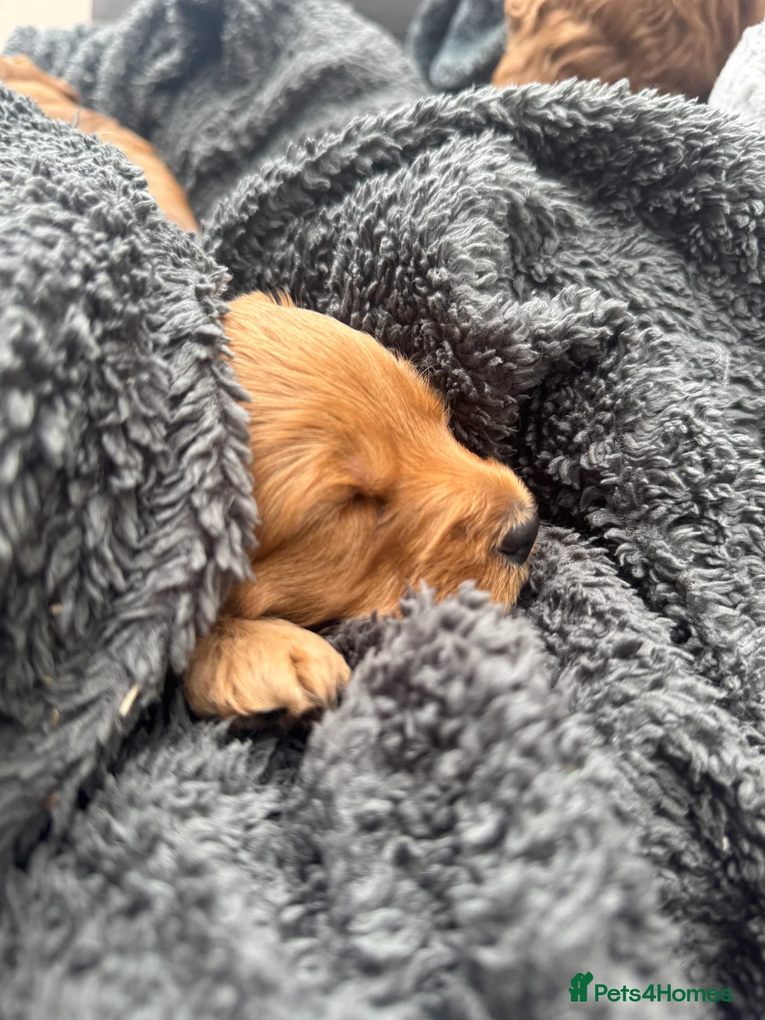 Cockapoo dogs for sale: Cockapoo Puppy  - Advert 22