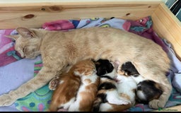 Mixed Breed cats for sale: Beautiful kittens looking for their forever homes  - Image 1