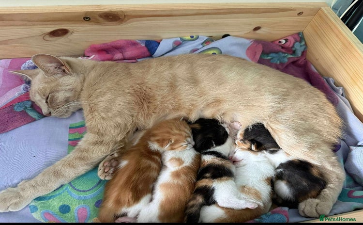 Mixed Breed cats - Advert 14