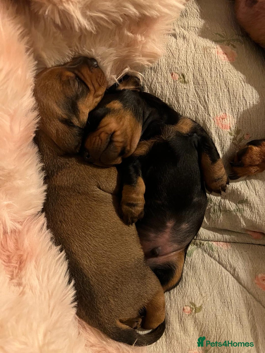 Miniature Dachshund dogs for sale: Miniature dachshund  - Advert 5