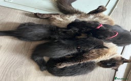 Mixed Breed cats for sale: ✨ The Midnight Magic – Ready to Steal Your Heart  - Image 4