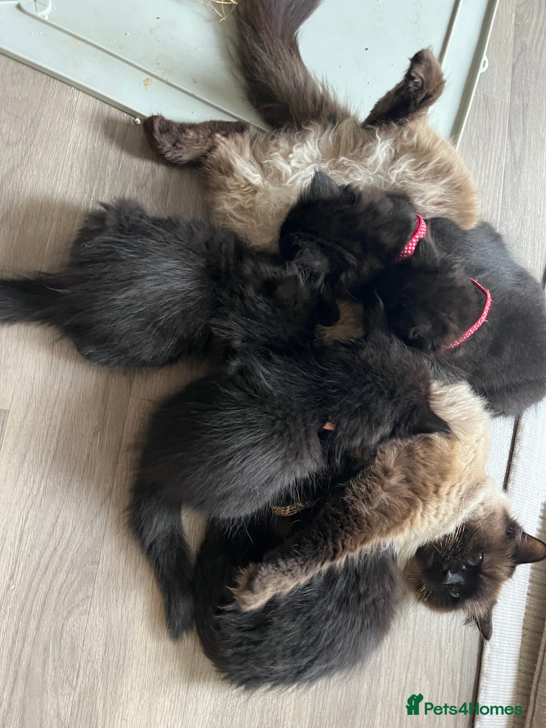 Mixed Breed cats for sale: ✨ The Midnight Magic – Ready to Steal Your Heart  - Image 4