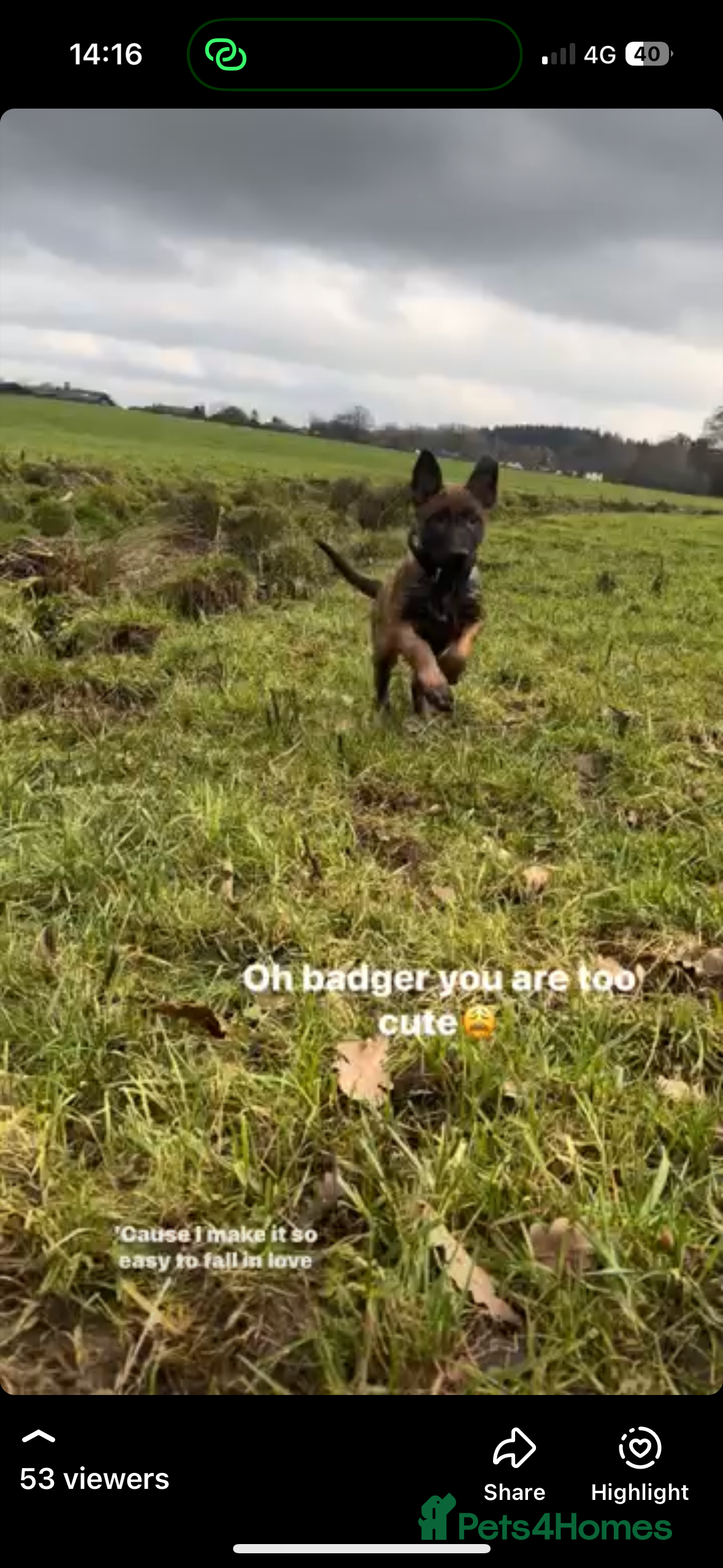 Belgian Shepherd Dog dogs part trained malinois on behalf of a friend - Advert 4