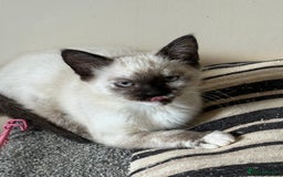 Ragdoll cats for sale: ADORABLE RAGDOLL POLYDACTYL KITTENS - READY NOW - Image 8