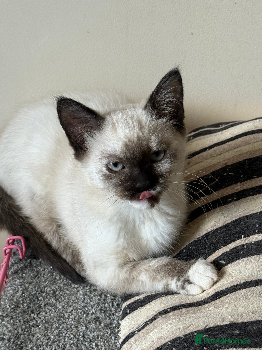 Ragdoll cats for sale: ADORABLE RAGDOLL POLYDACTYL KITTENS - READY NOW - Image 8