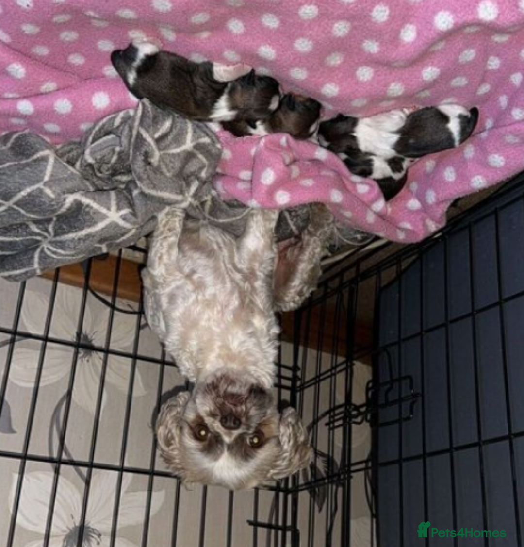 Shih Tzu dogs for sale: Adorable Shih Tzu Puppies Ready for Forever Homes - Image 5