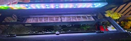 Axolotl reptiles for sale: Axolotl looking for new home  - Advert 3