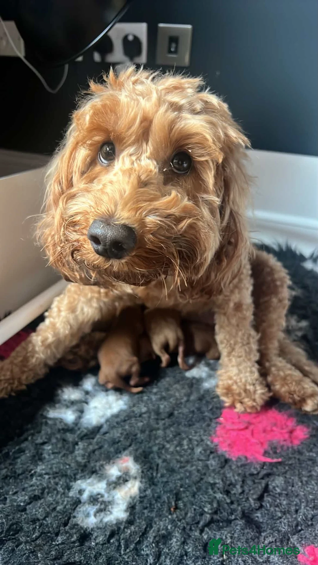 Mini Goldendoodle dogs for sale: F1b Mini Goldendoodle Puppies  - Advert 12
